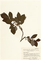 藏品(黃花柳)的圖片